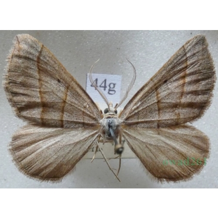 Scotopteryx mucronata (Scopoli, 1763) male Pomiernik szaniec Czech44g